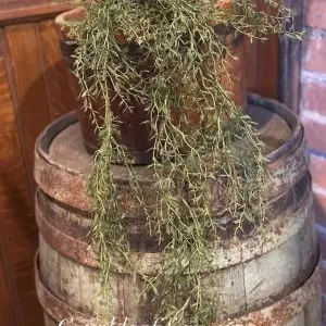 Fern Vines