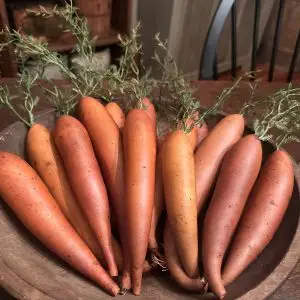 Gourd Carrots